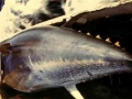 tonfisk
